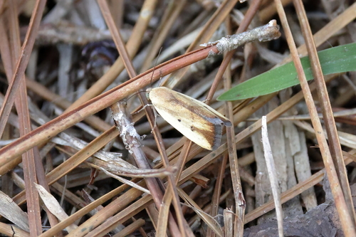 Ponometia parvula