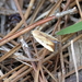Ponometia parvula - Photo (c) Lauren McLaurin, algunos derechos reservados (CC BY), subido por Lauren McLaurin