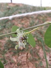 Passiflora pohlii