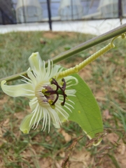 Passiflora pohlii
