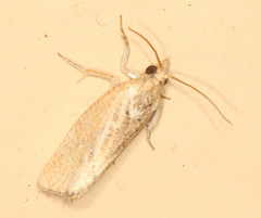 Cryptophlebia illepida