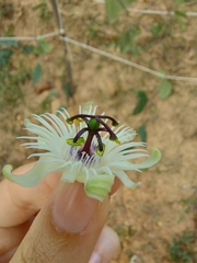 Passiflora pohlii