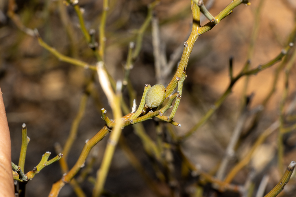 Templetonia battii