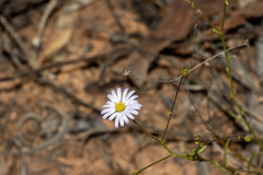 Brachyscome trachycarpa