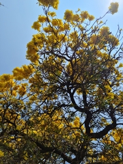 Tabebuia aurea