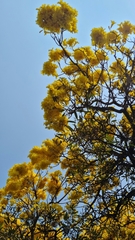Tabebuia aurea