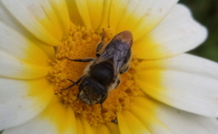 Osmia latreillei