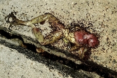 Osteopilus septentrionalis