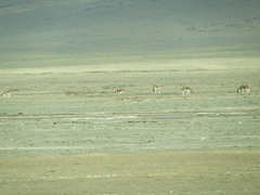Equus kiang