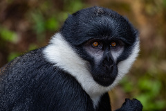 Allochrocebus lhoesti