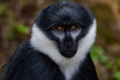 Allochrocebus lhoesti