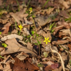 Ranunculus harveyi