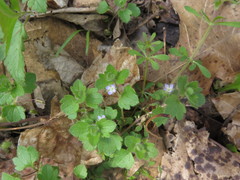 Veronica sublobata