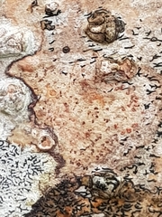 Arthonia cinnabarina