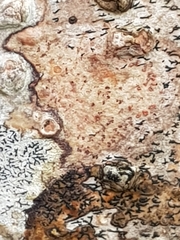 Arthonia cinnabarina