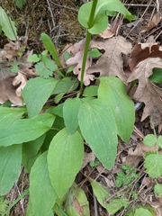 Doronicum plantagineum