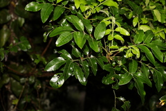 Flindersia xanthoxyla