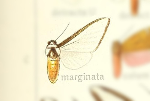 Robinsonia marginata