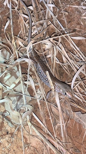 Leopard Ctenotus