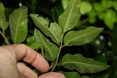 Flindersia xanthoxyla