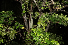 Flindersia xanthoxyla