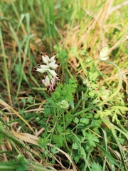 Fumaria capreolata capreolata