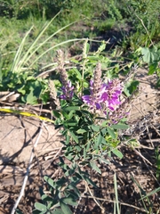 Desmodium cuneatum
