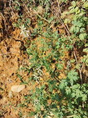 Fumaria capreolata capreolata