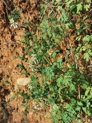 Fumaria capreolata capreolata