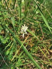 Fumaria capreolata capreolata