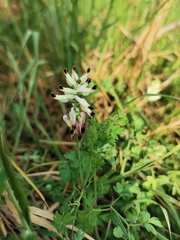 Fumaria capreolata capreolata