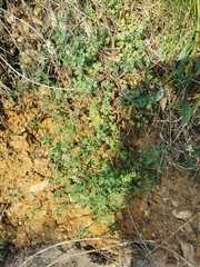 Fumaria capreolata capreolata