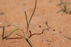 Allium sindjarense
