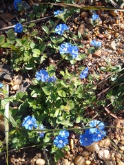 Evolvulus glomeratus