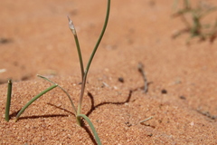 Allium sindjarense