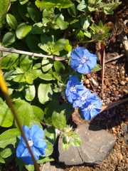 Evolvulus glomeratus