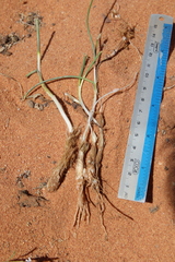 Allium sindjarense