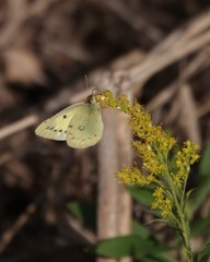 Colias poliographus