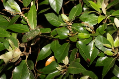 Croton insularis