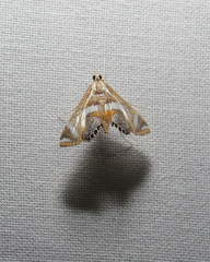 Margarosticha sphenotis