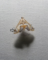 Margarosticha sphenotis