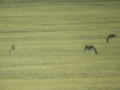 Equus kiang