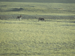Equus kiang