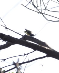 Pericrocotus solaris