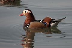 Aix galericulata