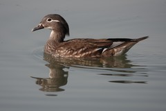 Aix galericulata