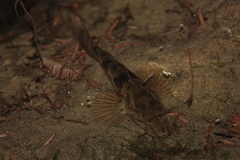 Odontobutis potamophilus