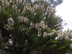 Taxandria juniperina