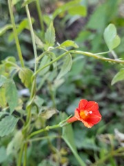 Ipomoea rubriflora