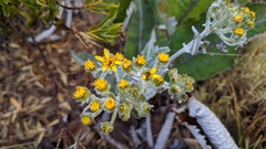 Senecio oerstedianus